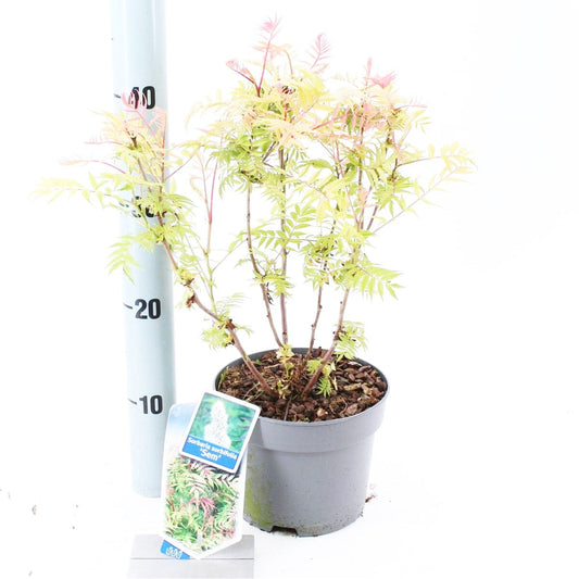 6x Sorbaria sorbifolia Sem 17cm Pot 25cm Shrub Plant Shrubs
