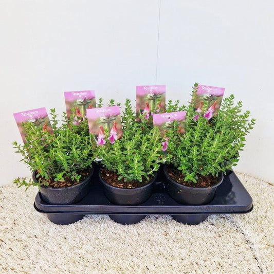 6x Teucrium lucidrys 15cm Pot 20cm Shrub Plant Shrubs