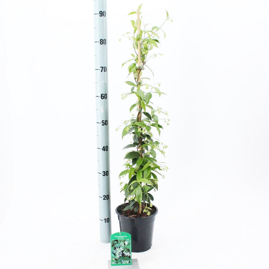 6x Trachelospermum jasminoides 17cm Pot 70cm Shrub Plant Shrubs