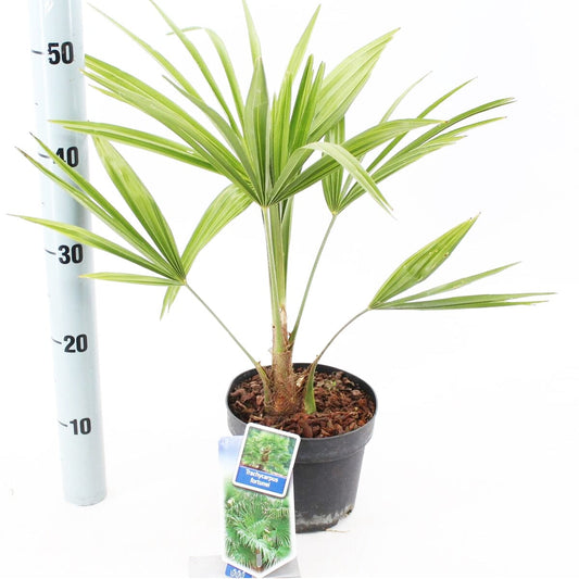 6x Trachycarpus fortunei 17cm Pot 20cm Shrub Plant Shrubs