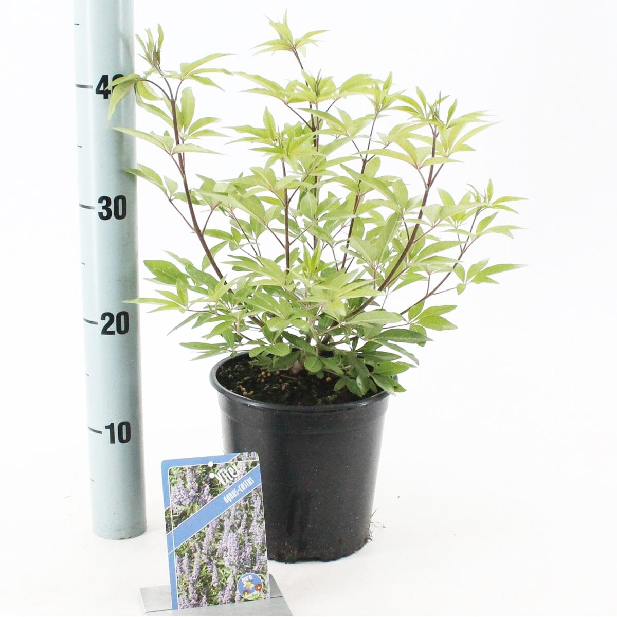 6x Vitex agnus-castus 17cm Pot 30cm Shrub Plant Shrubs