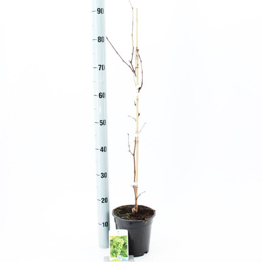 6x Vitis Vroege van der Laan 17cm Pot 70cm Shrub Plant Shrubs