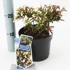 6x Weigela florida Black & White 17cm Pot 20cm Shrub Plant Shrubs