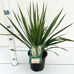 6x Yucca filamentosa 17cm Pot 40cm Shrub Plant Shrubs