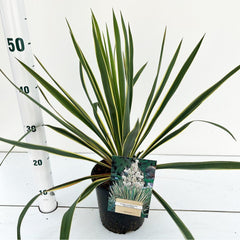 6x Yucca filamentosa Bright Edge 17cm Pot 30cm Shrub Plant Shrubs