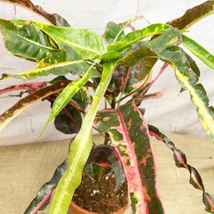 70 - 80cm Croton Dreadlocks Codiaeum 19cm Pot House Plant House Plant