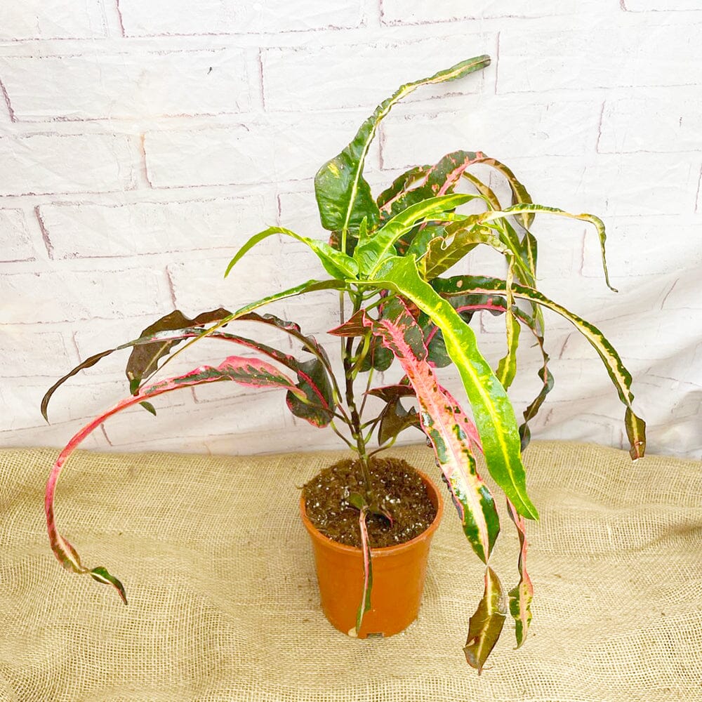 70 - 80cm Croton Dreadlocks Codiaeum 19cm Pot House Plant House Plant