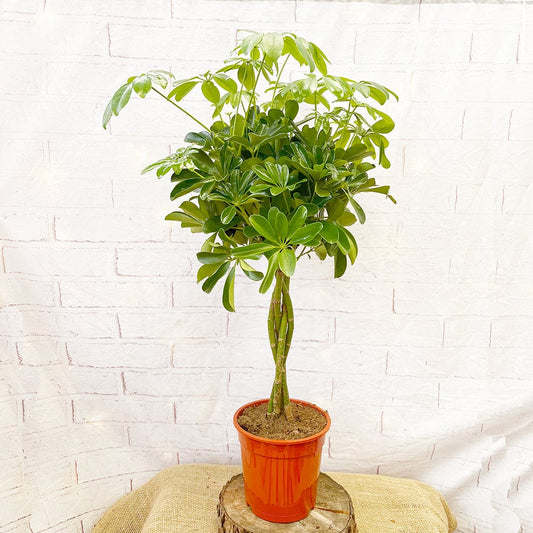 70 - 80cm Schefflera Green Nora House Plant 19cm Pot 