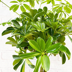 70 - 80cm Schefflera Green Nora House Plant 19cm Pot 