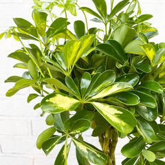 70 - 80cm Variegated Schefflera Gold Capella House Plant 19cm Pot 