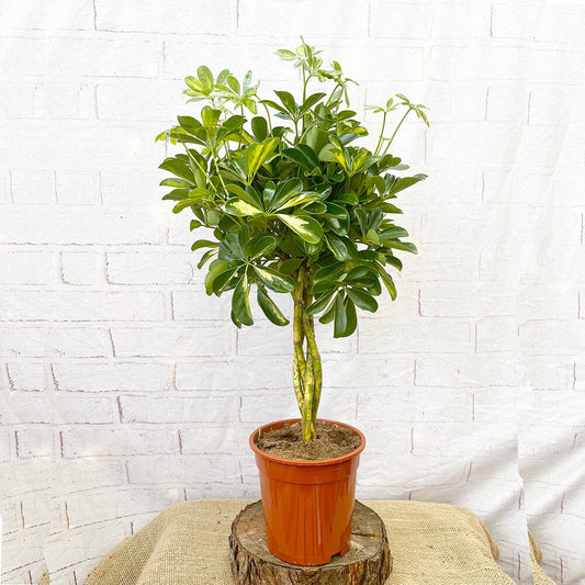 70 - 80cm Variegated Schefflera Gold Capella House Plant 19cm Pot 