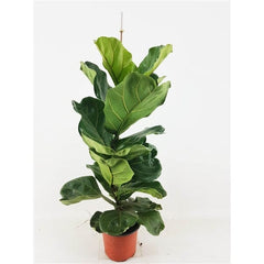 70 - 90cm Ficus Lyrata Fiddle Leaf Fig 17cm Pot House Plant House Plant