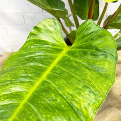 70 - 90cm Philodendron Melinonii 24cm Pot House Plant House Plant