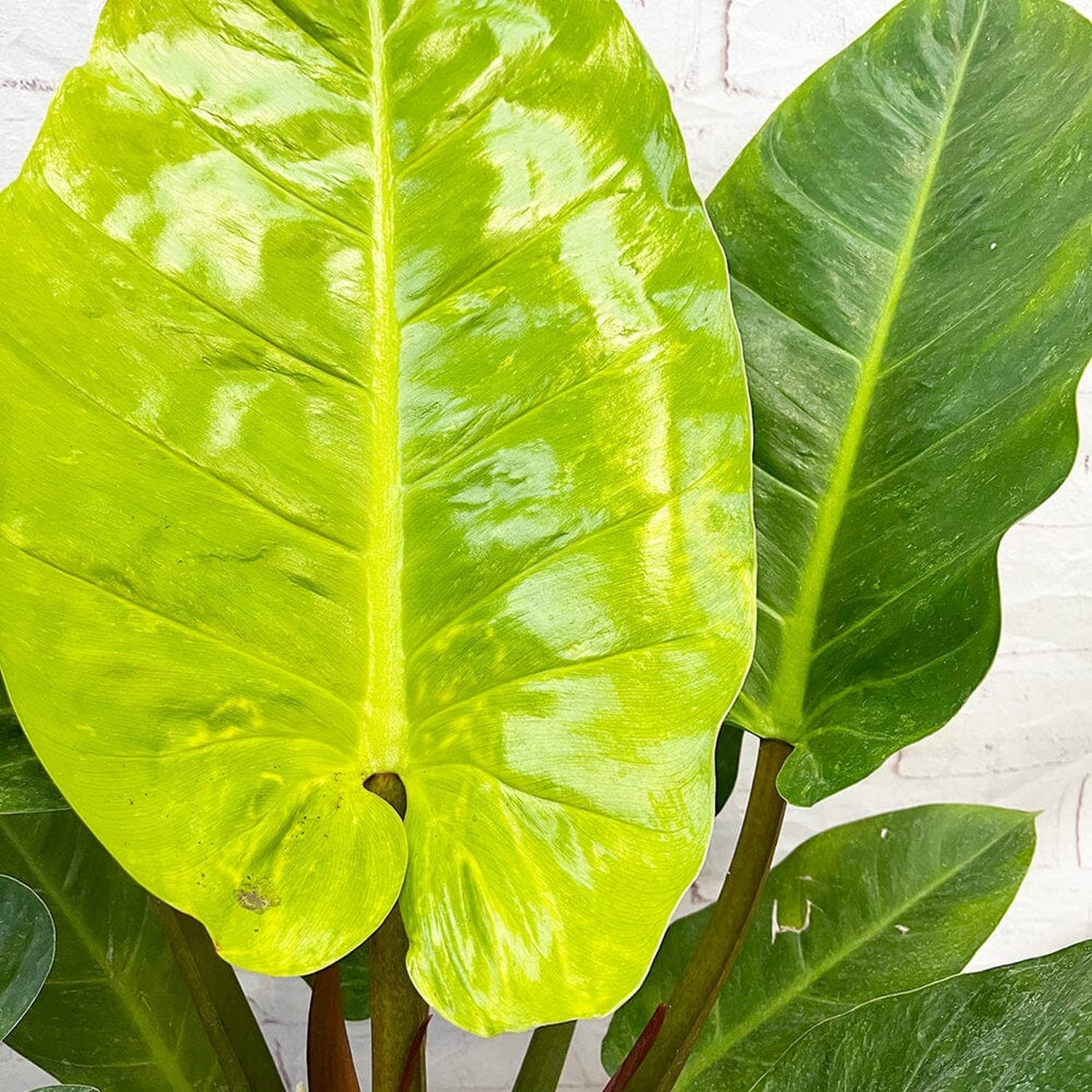 70 - 90cm Philodendron Melinonii 24cm Pot House Plant House Plant