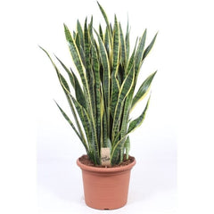 75 - 85cm Sansevieria Trifasciata Laurentii Snake Plant 24cm Pot House Plant House Plant