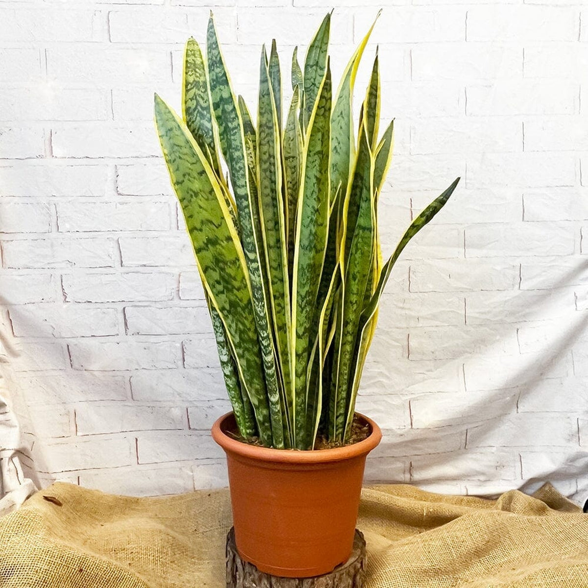 75 - 85cm Sansevieria Trifasciata Laurentii Snake Plant 24cm Pot House Plant House Plant