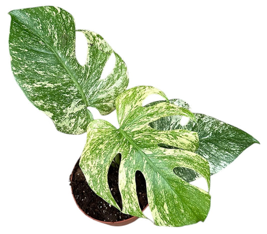 30cm - 40cm Monstera Deliciosa Mint (White Monster Variegated) Swiss Cheese Plant 17cm Pot House