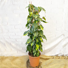 80 - 100cm Philodendron Brazil Scandens Pothos on Mosepole 19cm Pot House Plant House Plant