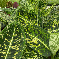 80-90cm Dieffenbachia Reflector Dumb Cane 24cm Pot House Plant House Plant