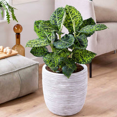 80-90cm Dieffenbachia Reflector Dumb Cane 24cm Pot House Plant House Plant