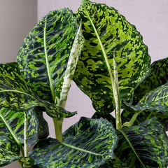 80-90cm Dieffenbachia Reflector Dumb Cane 24cm Pot House Plant House Plant