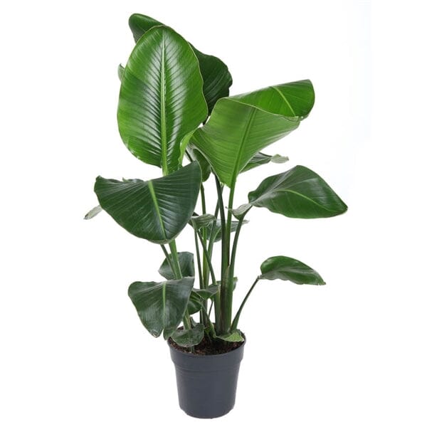 85 - 100cm Strelitzia Reginae Bird of Paradise 19cm Pot House Plant House Plant