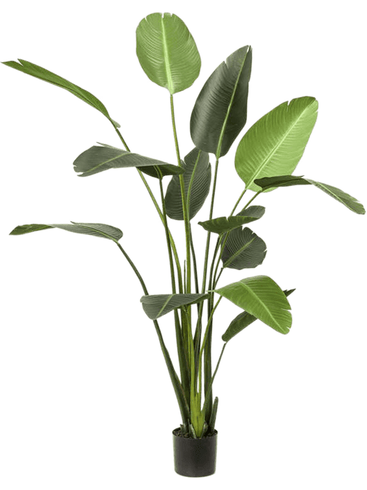 Strelitzia Artificial Plant Premium Faux 230cm Height