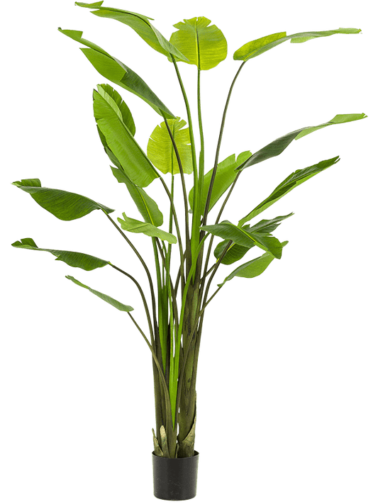 Strelitzia Nicolai Artificial Plant Premium Faux 235cm Height