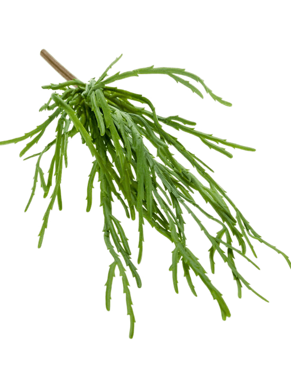 Rhipsalis pandora Artificial Plant Premium Faux 35cm Height