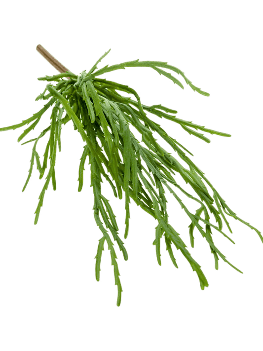 Rhipsalis pandora Artificial Plant Premium Faux 35cm Height