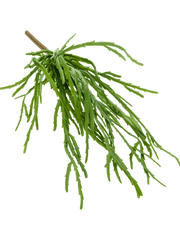 Rhipsalis pandora Artificial Plant Premium Faux 35cm Height