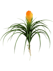 Bromelia Vriesia Artificial Plant Premium Faux 30cm Height