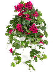 Geranium Artificial Plant Premium Faux 72cm Height