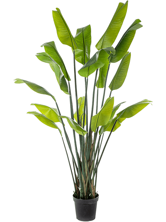 Strelitzia Traveller Artificial Plant Premium Faux 200cm Height