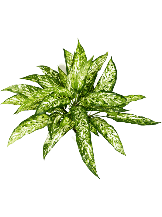 Aglaonema Artificial Plant Premium Faux 48cm Height