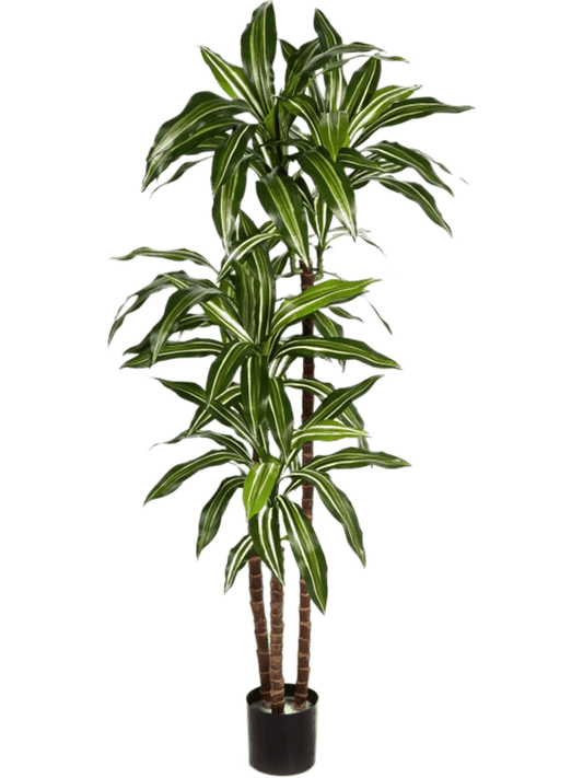 Dracaena Fragrans Var. Artificial Plant Premium Faux 120cm Height