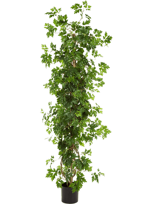 Cissus Artificial Plant Premium Faux 160cm Height