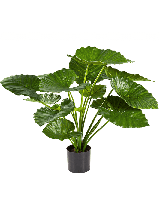 Alocasia Calidora Artificial Plant Premium Faux 75cm Height