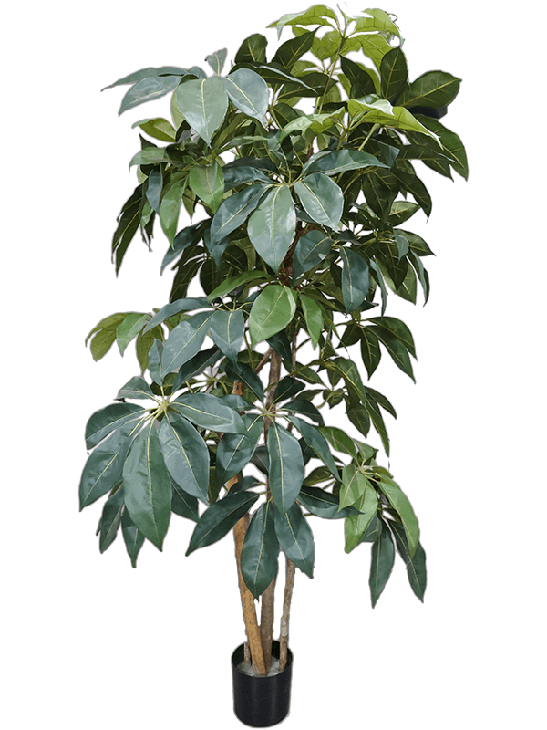 Schefflera Artificial Plant Premium Faux 175cm Height