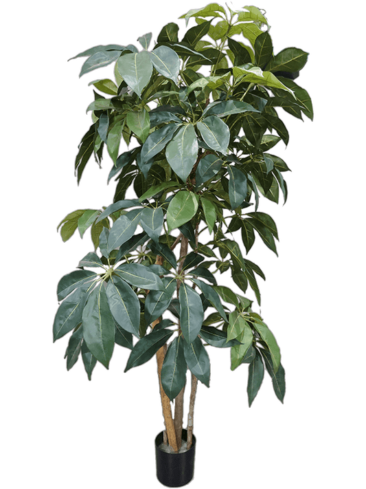 Schefflera Artificial Plant Premium Faux 175cm Height