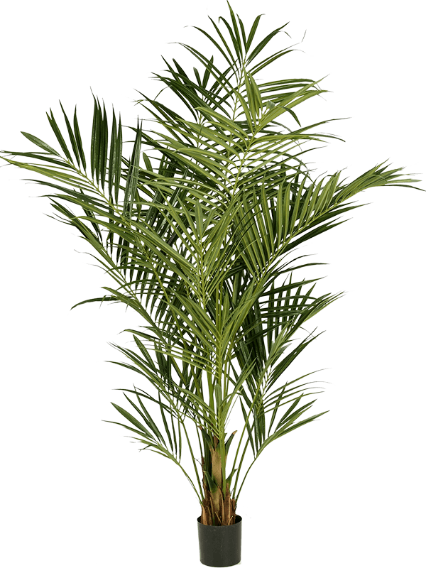 Kentia Artificial Plant Premium Faux 225cm Height