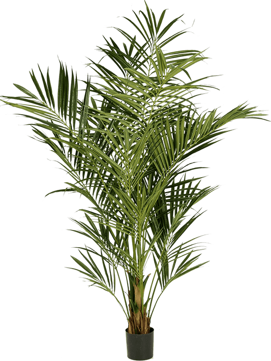 Kentia Artificial Plant Premium Faux 225cm Height