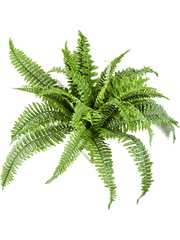 Nephrolepis Boston Artificial Plant Premium Faux 50cm Height