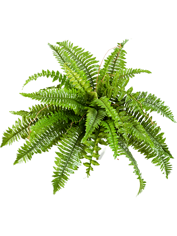 Nephrolepis Boston Artificial Plant Premium Faux 60cm Height