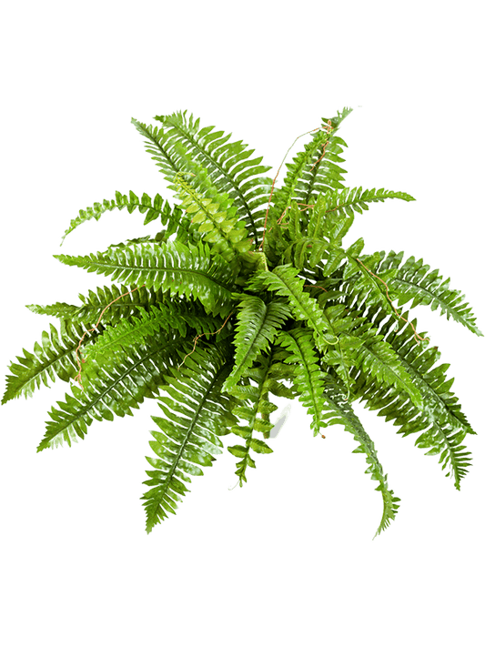 Nephrolepis Boston Artificial Plant Premium Faux 60cm Height