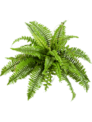 Nephrolepis Boston Artificial Plant Premium Faux 60cm Height