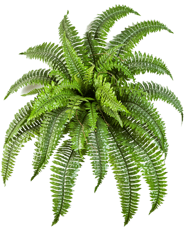 Nephrolepis Boston Artificial Plant Premium Faux 75cm Height