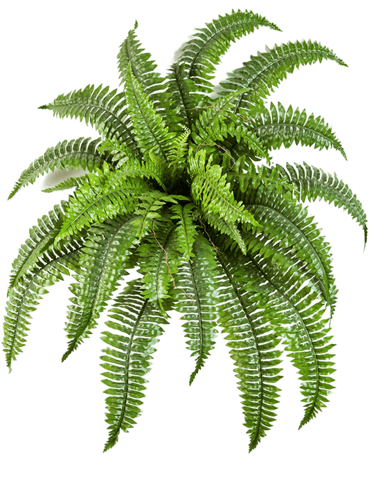 Nephrolepis Boston Artificial Plant Premium Faux 75cm Height