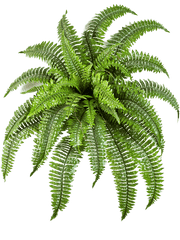 Nephrolepis Boston Artificial Plant Premium Faux 75cm Height