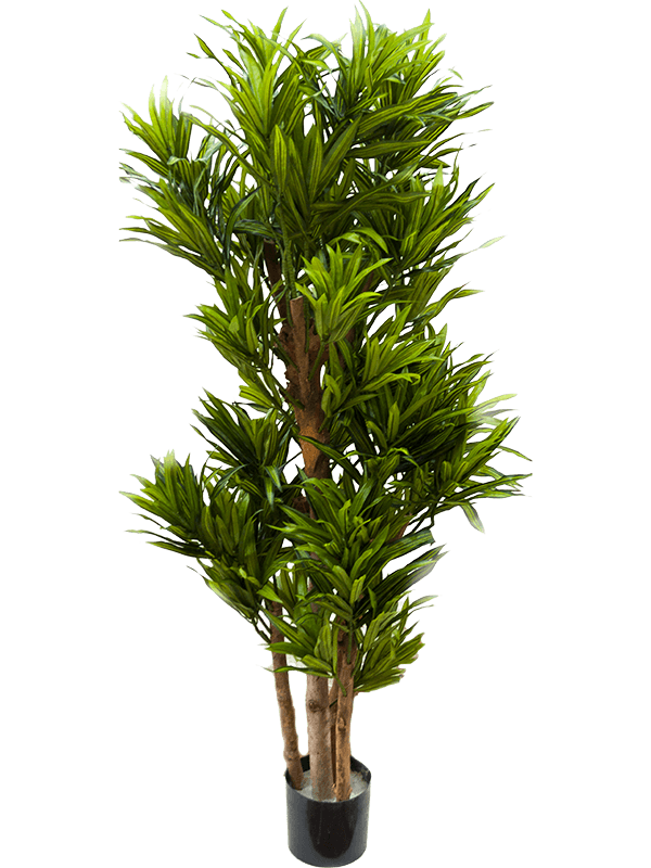 Pleomele Song Of Jamaica Artificial Plant Premium Faux 120cm Height